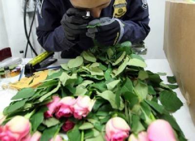 Prohíbe Aduana de EU cruzar algunos tipos de flores este San Valentín