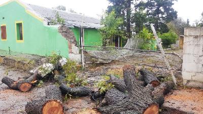 Retiran árboles caídos por lluvias en Zaragoza