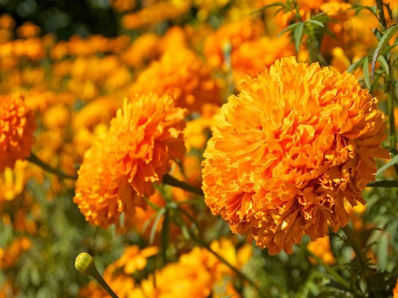 Habrá arreglos florales desde 50 pesos para este día de ...