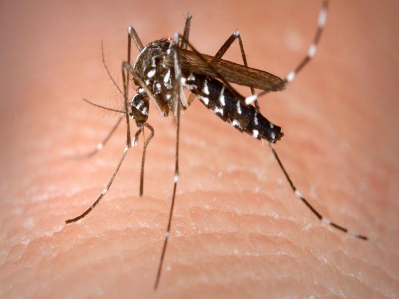 Se registraron 191 defunciones por dengue en México en 2019