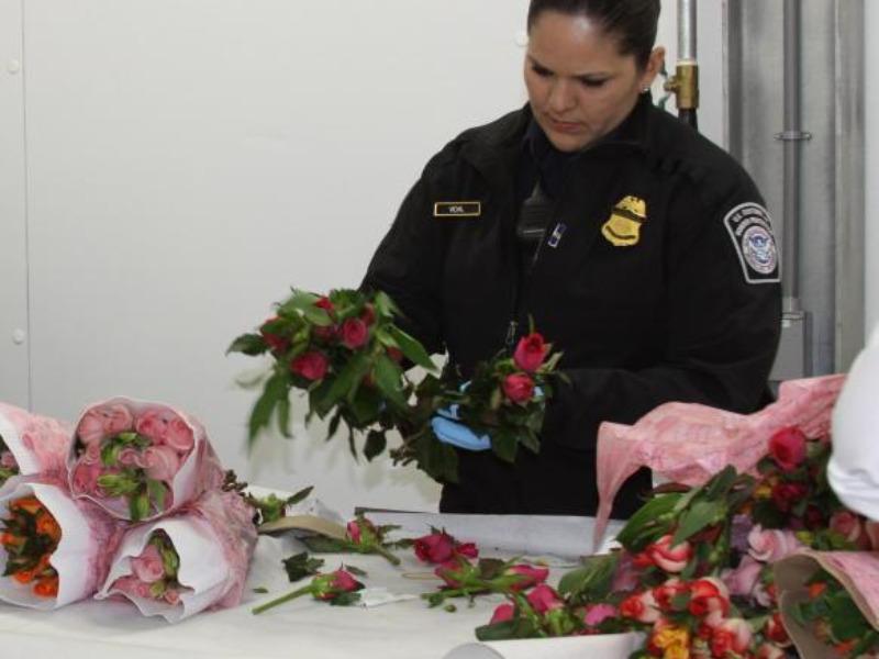 Por San Valentín inspectores de Aduana inspeccionarán en puentes que flores estén libres de plagas