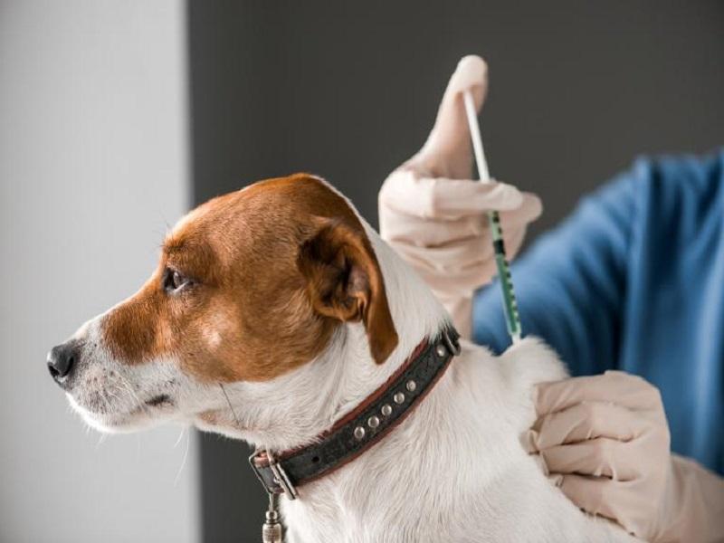Invitan a campaña de esterilización canina y felina en el ejido El Moral