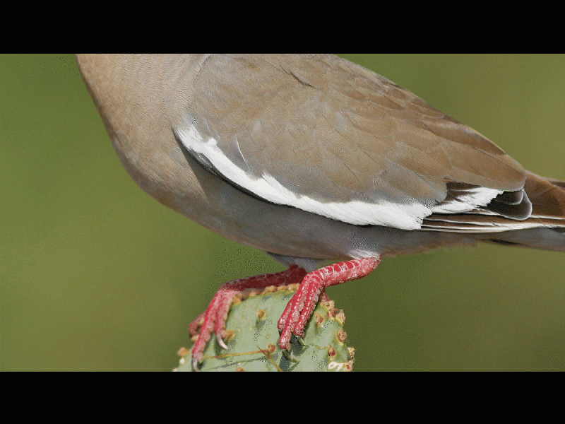 Termin&oacute; este domingo la temporada de caza 2019 - 2020 de todo tipo de especies