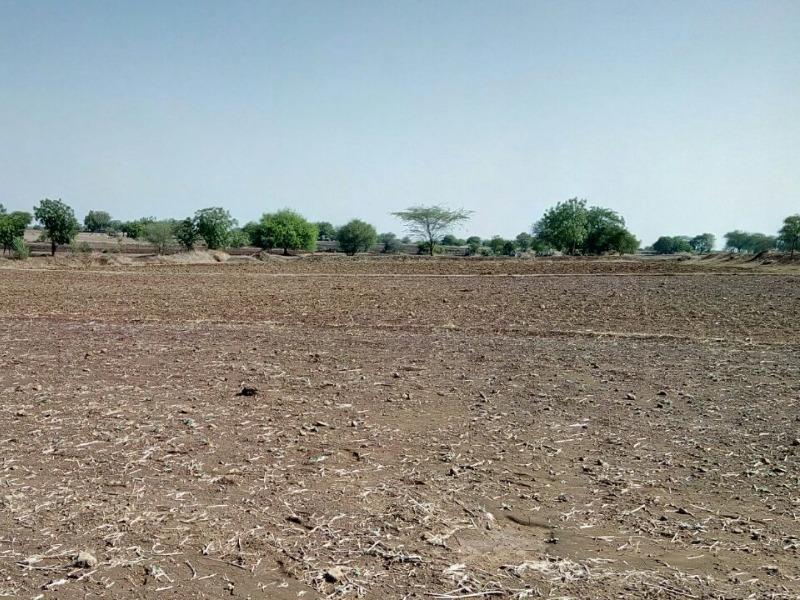 Preocupa a ganaderos la sequía en la región y la muerte de ganado