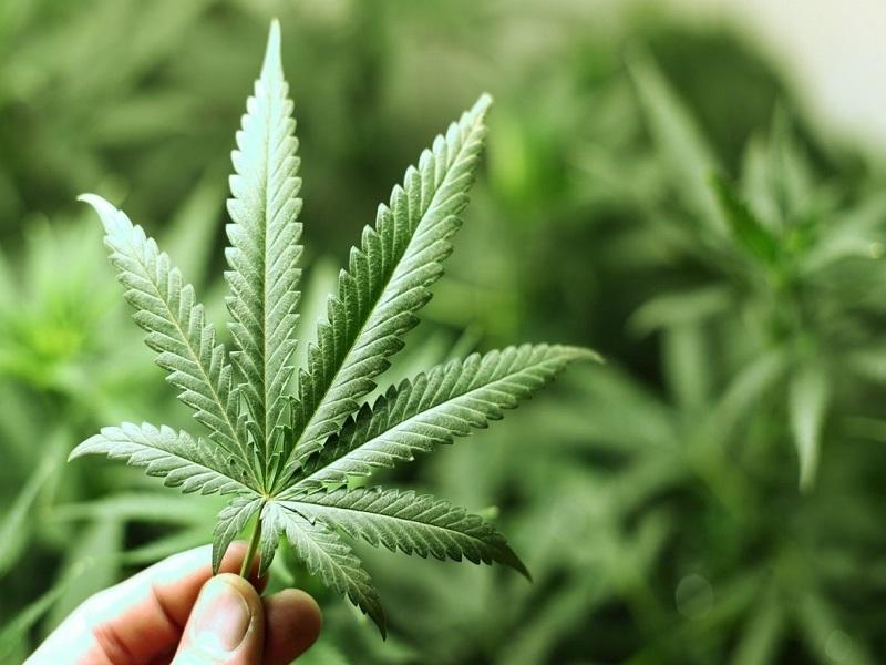 Senado aprueba en comisiones el uso lúdico de la marihuana