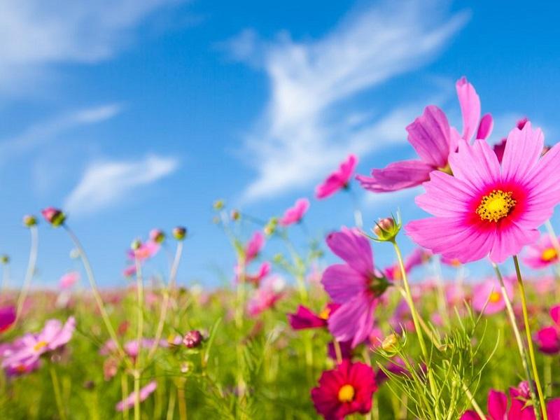 Llegar&aacute; la primavera con un frente fr&iacute;o y con probabilidades de lluvias
