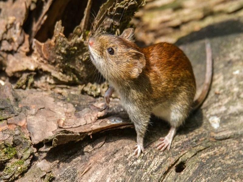 Surge en China el hantavirus en medio de la pandemia del COVID-19