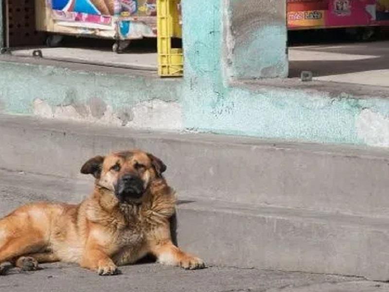 Control Canino atiende problemas de perros callejeros en Piedras Negras