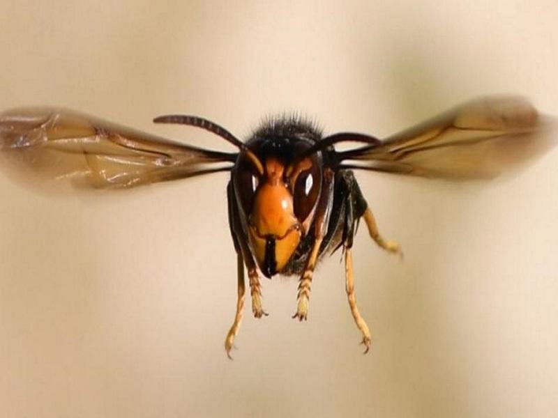 M&eacute;xico activa vigilancia epidemiol&oacute;gica por avisp&oacute;n gigante asi&aacute;tico