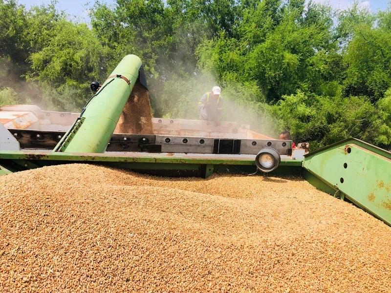 Sigue la trilla de trigo en municipios de Coahuila, entre ellos Nava