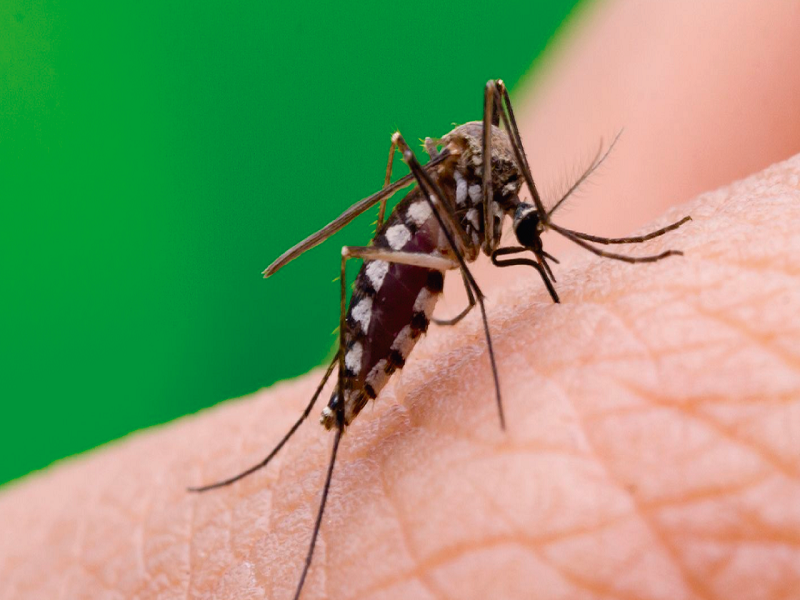 Mas de cuatro mil casos de dengue han sido confirmados a nivel nacional, en Coahuila dos