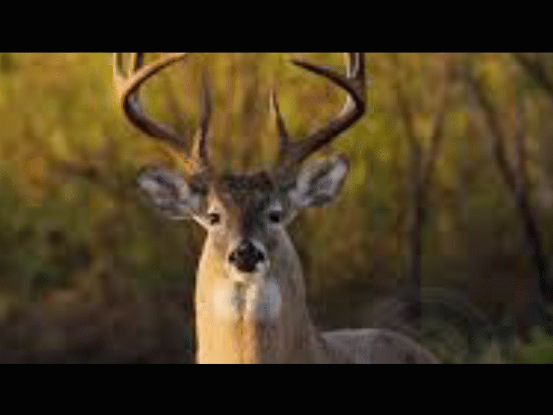 No existe m&iacute;nimo ni m&aacute;ximo de hect&aacute;reas para registrar una UMA para aprovechamiento cineg&eacute;tico