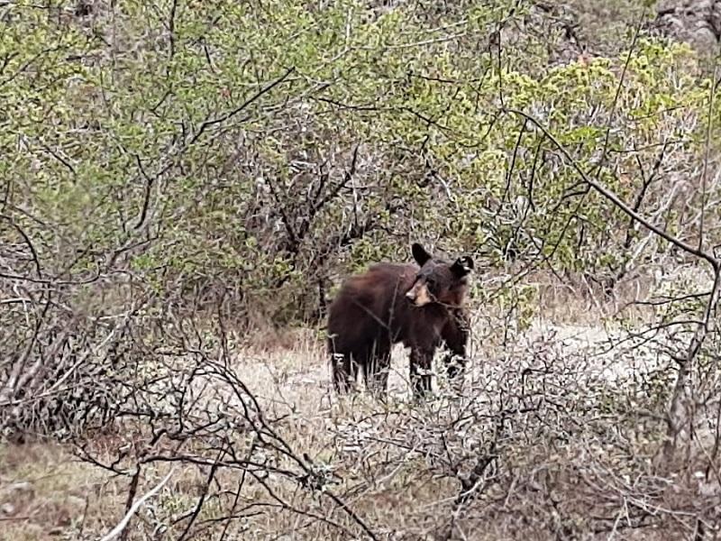 Exhorta Secretaría de Medio Ambiente Coahuila a reportar avistamientos de osos