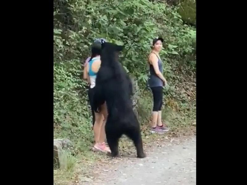 Sorprende oso a paseantes en Chipinque de Nuevo León (video)