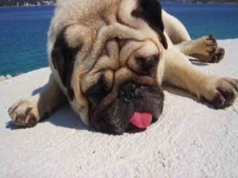 Llaman a cuidar a sus perros durante la temporada de mas calor, ya se han registrado algunas muertes