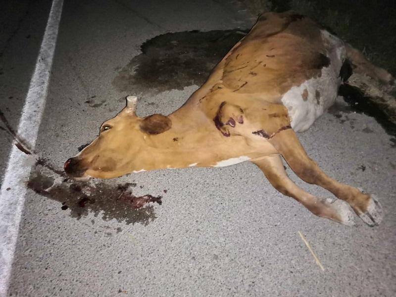 Conductor choca contra una vaca en la carretera Piedras Negras-Acuña