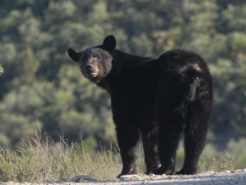 Invita Ecología a ganaderos a usar seguro para depredadores ante ataque de osos negros