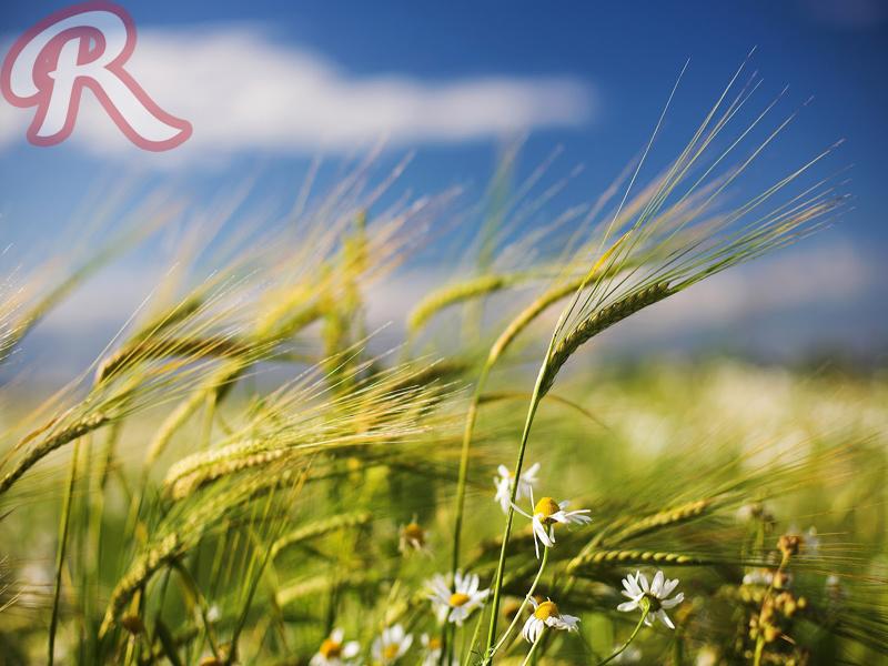 Estar&aacute; fr&iacute;o y airoso 