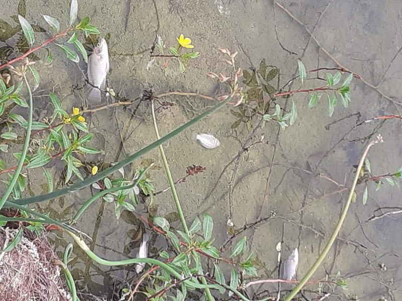 Muerte de cientos de peces en Arroyo Las Vacas sorprende a acu&ntilde;enses