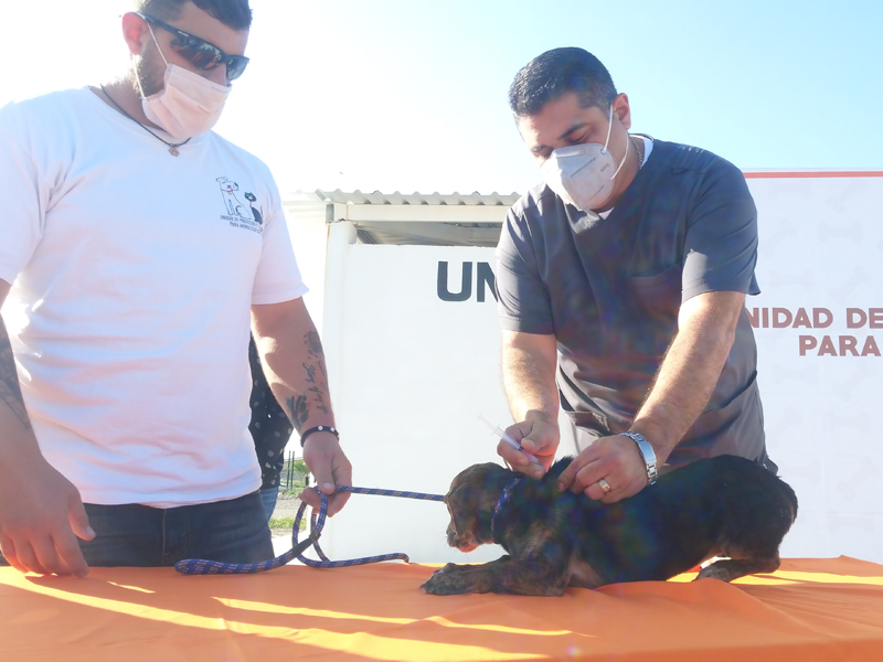 Inicia la Semana Nacional de Vacunaci&oacute;n Antirr&aacute;bica en Acu&ntilde;a