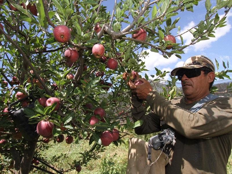 Vivero de plantas de manzano en Arteaga dar&aacute; ahorros y mejor productividad