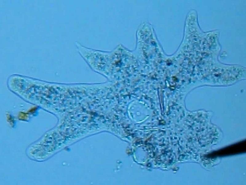 Alertan de ameba comecerebros en agua de Texas