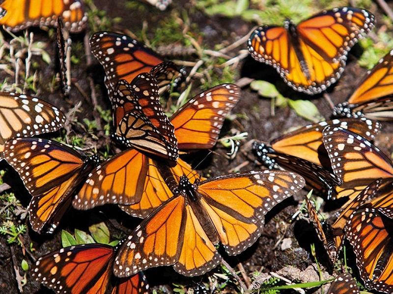 Reportan pico de la mariposa Monarca entrando a Oklahoma, a mediados de octubre cruzar&aacute;n la frontera con M&eacute;xico