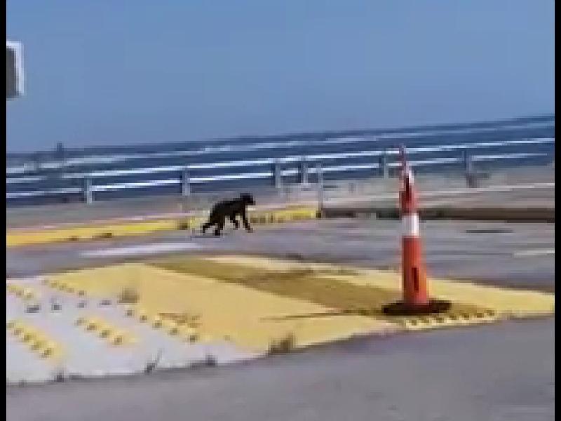 Sorprende oso negro en caseta de revisi&oacute;n del Puente Internacional Acu&ntilde;a-Del R&iacute;o