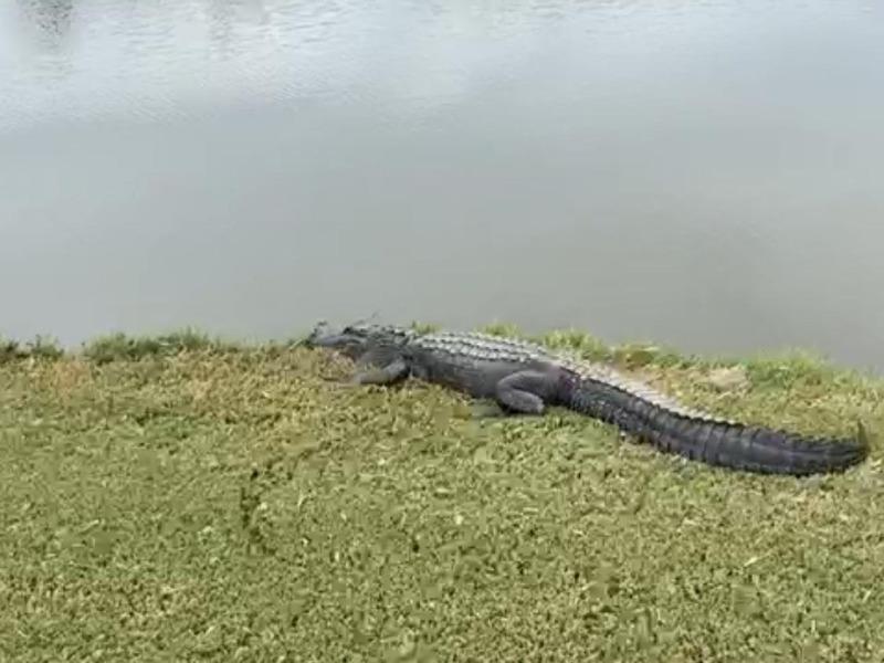 Circula video de cocodrilo en campo de golf, dicen que es en Eagle Pass (video)