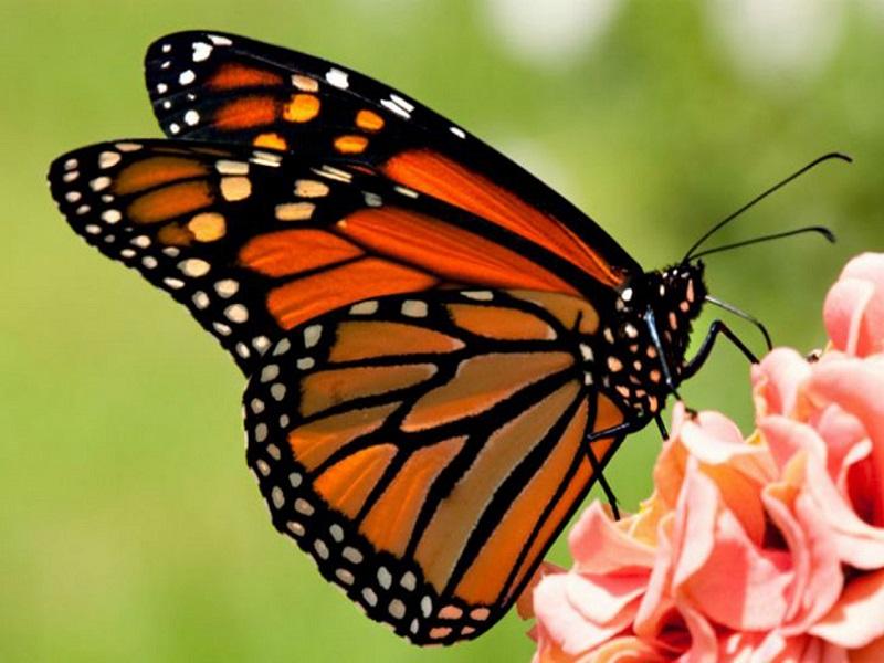 Piden ambientalistas suspender fumigaci&oacute;n contra el dengue mientras dura la migraci&oacute;n de la Mariposa Monarca