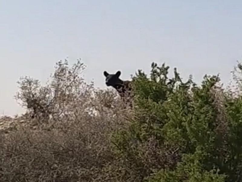Reportan avistamiento de dos osos en la zona urbana de Piedras Negras (VIDEO)