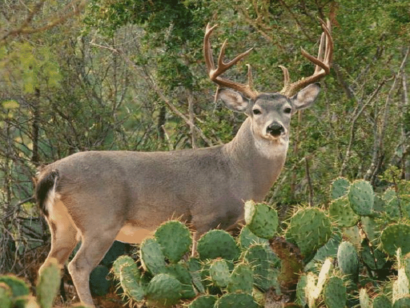 No han cancelado cazadores a pesar del COVID-19 