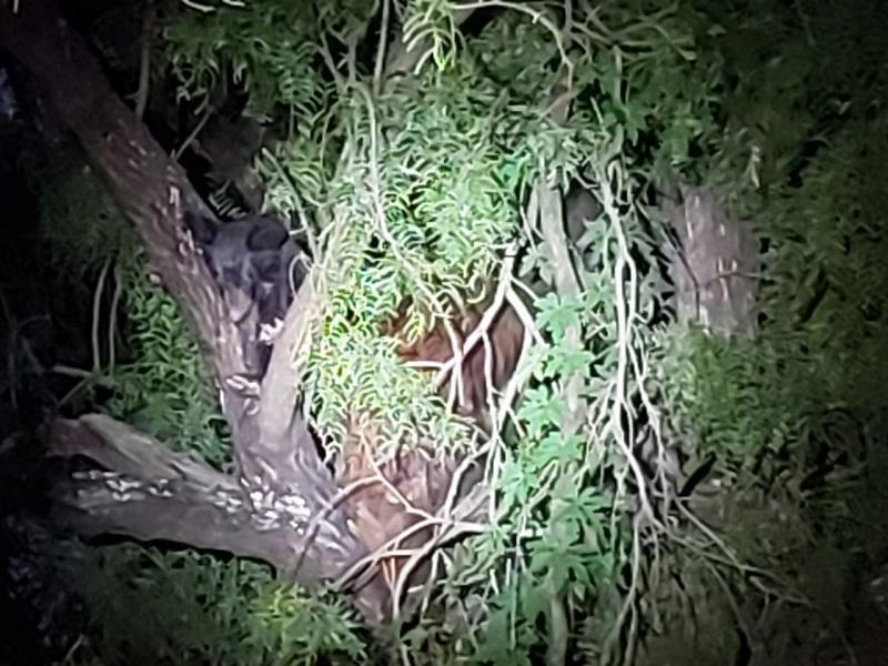 Localizan otra vez dos osos negros en Piedras Negras, ahora sobre un  árbol en la colonia SUTERM