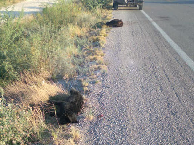 Eran madre y cachorro los osos negros encontrados muertos en la carretera Acuña-Zaragoza