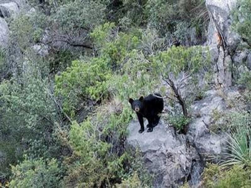 Envían expertos de Saltillo con rifles lanza dardos para correcta captura de osos en Piedras Negras
