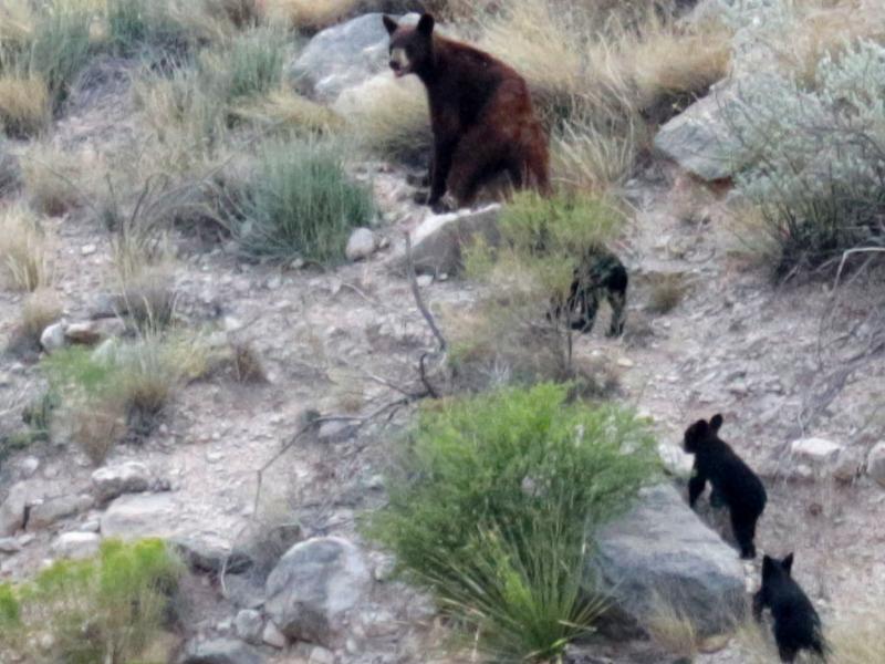 Vida Silvestre de Texas investiga a residente de Del Rio que dispar&oacute; y mat&oacute; a un oso que rondaba por la ciudad