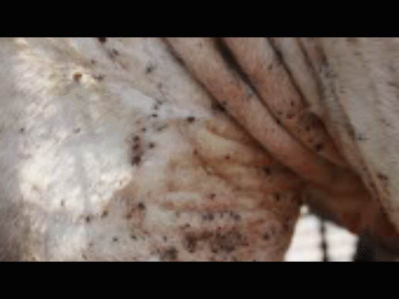 Acuerdan M&eacute;xico y EU programa piloto para erradicar la garrapata en la zona fronteriza