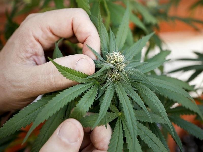 Senado aprueba en lo general dictamen sobre uso lúdico de la marihuana