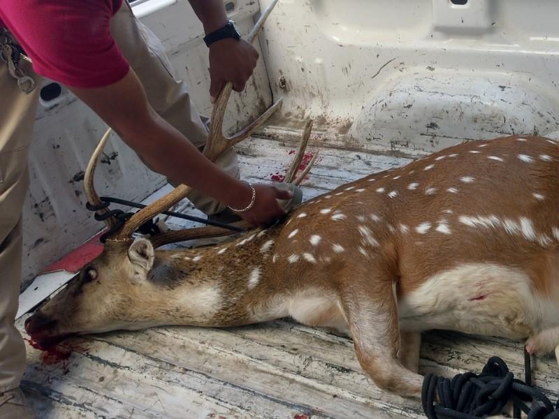 Capturan a ex&oacute;tico venado a unas cuadras del centro hist&oacute;rico de Acu&ntilde;a (VIDEO)