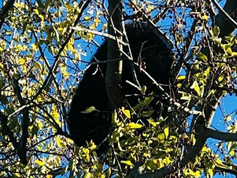 Liberan a osezno atrapado en el ejido Los &Aacute;lamos en Morelos