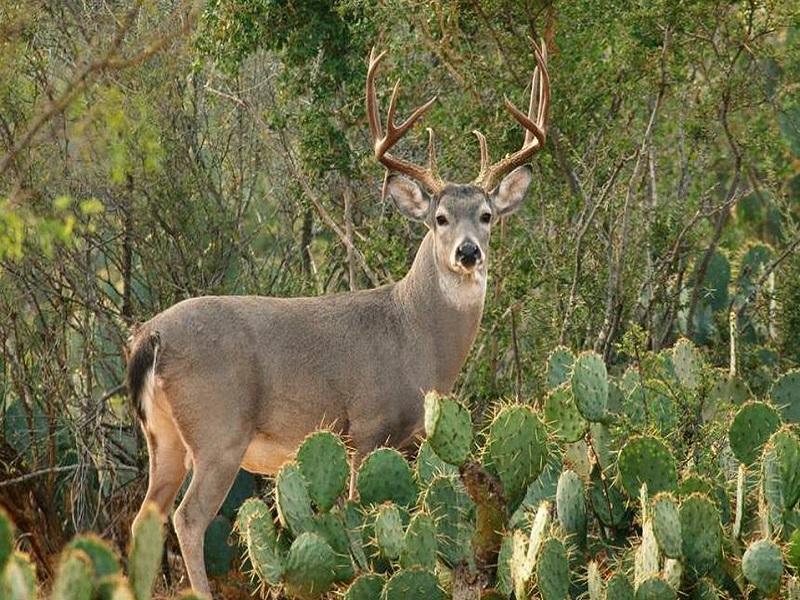 Por pandemia, y no por inseguridad, disminuy&oacute; el flujo de cazadores extranjeros en Guerrero