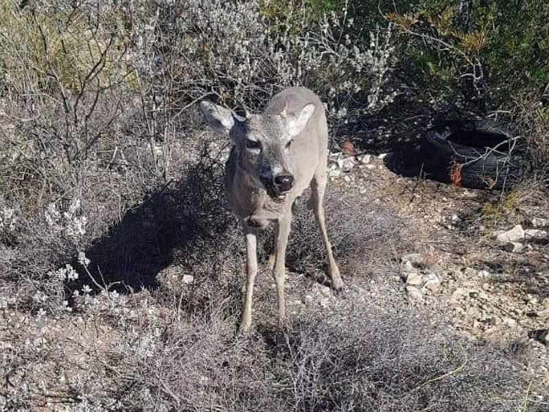 Sorprende venado en la mancha urbana de Acu&ntilde;a, es el segundo en menos de un mes