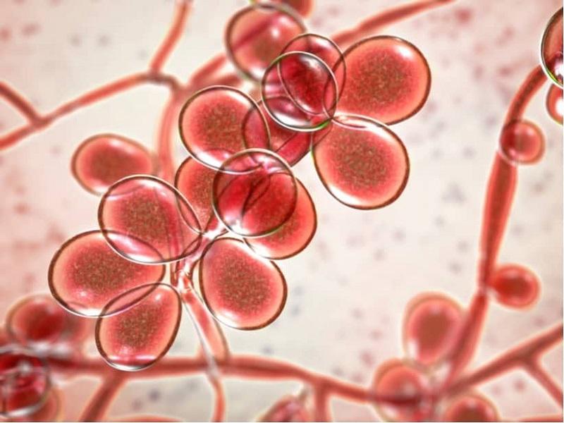 Hongo C&aacute;ndida Auris no es exclusivo de pacientes con Covid-19, pero es frecuente en &aacute;reas de cuidados intensivos: Salud (video)