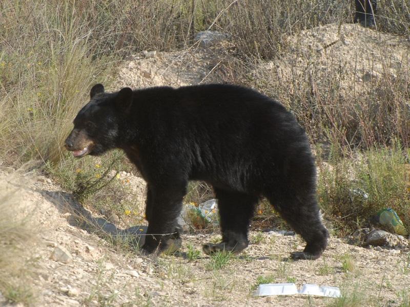 Proyecto de Coahuila para conservación y manejo de oso negro