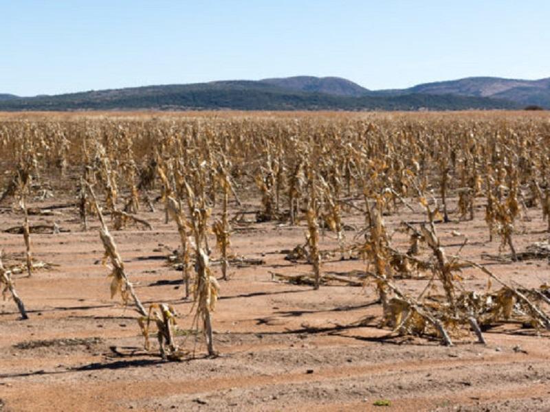 Declaran desastre natural en Chihuahua, por sequía
