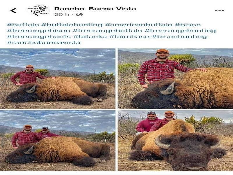 Cazan bisonte americano en un rancho propiedad de familia nigropetense
