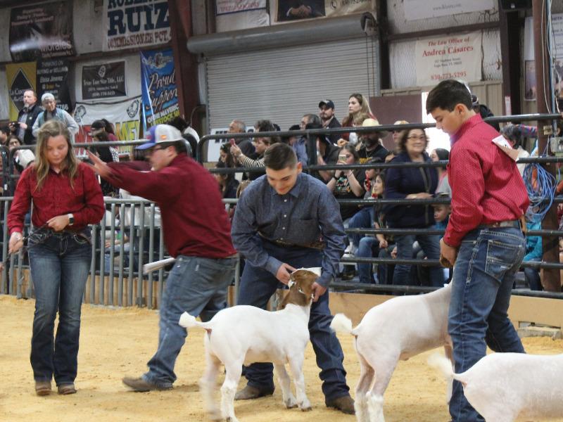 La tradicional Exhibici&oacute;n Ganadera en Eagle Pass ser&aacute; diferente por la pandemia