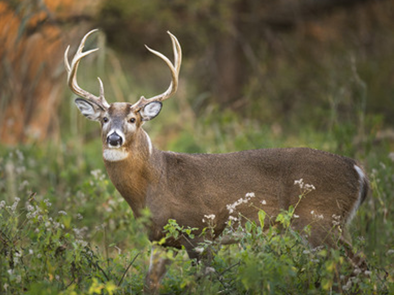 Pese a la pandemia aument&oacute; 10% la caza de venado en Acu&ntilde;a