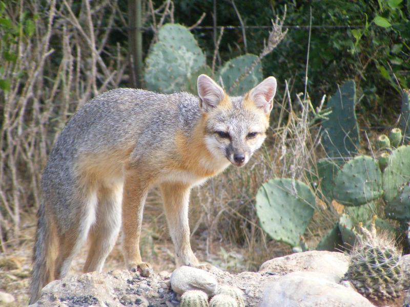 Reanudan vacunaci&oacute;n a&eacute;rea contra la rabia para animales silvestres del sur de Texas