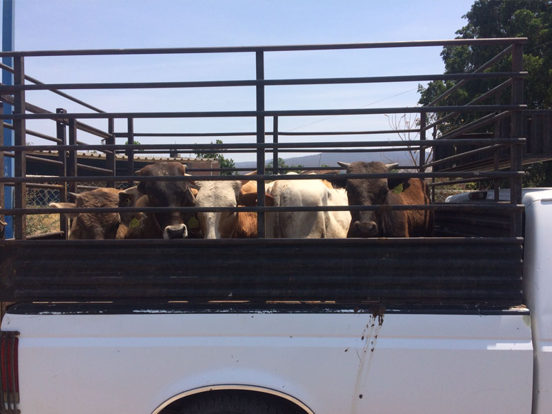 Firman convenio de colaboraci&oacute;n para frenar robo de ganado en Acu&ntilde;a